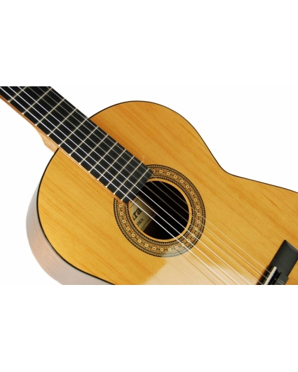 Guitarra admira Paloma